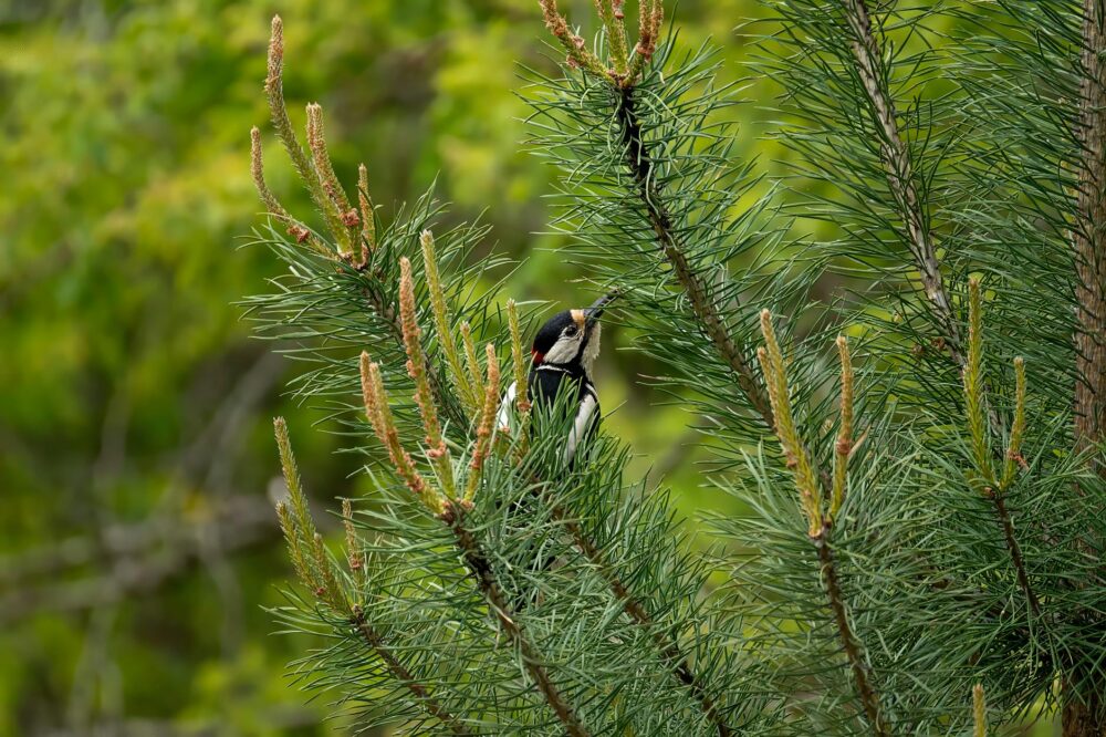 Are there any bird watching spots near Barcelona?