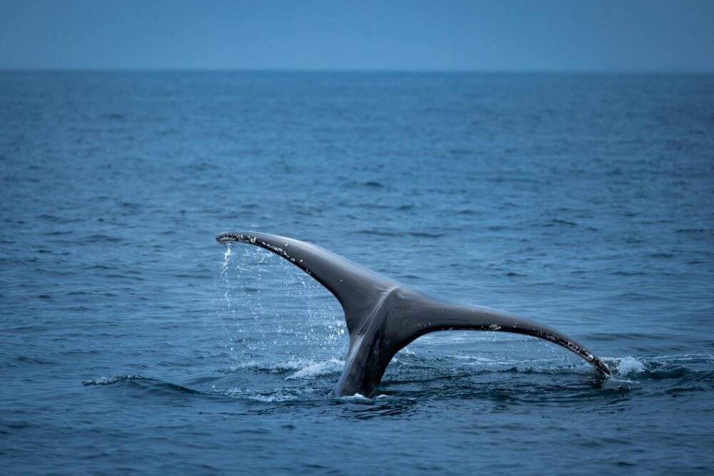 Are there any whale watching tours from Barcelona?