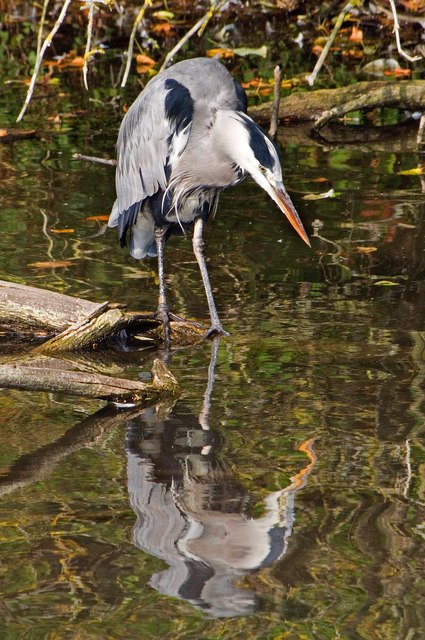How do I get to the Barcelona Botanical Garden from the city center?