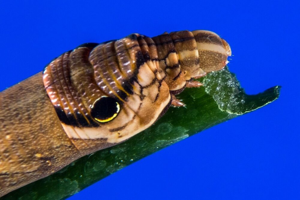 How much does a meal cost in Budapest?