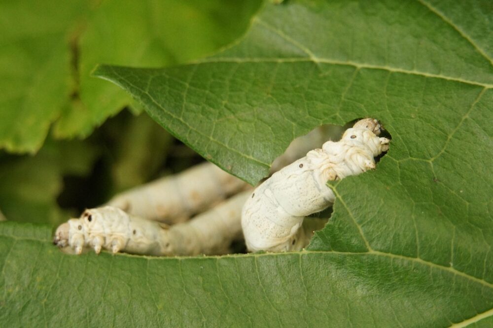 How to explore the Poble Sec neighborhood for free in Barcelona in 2026?