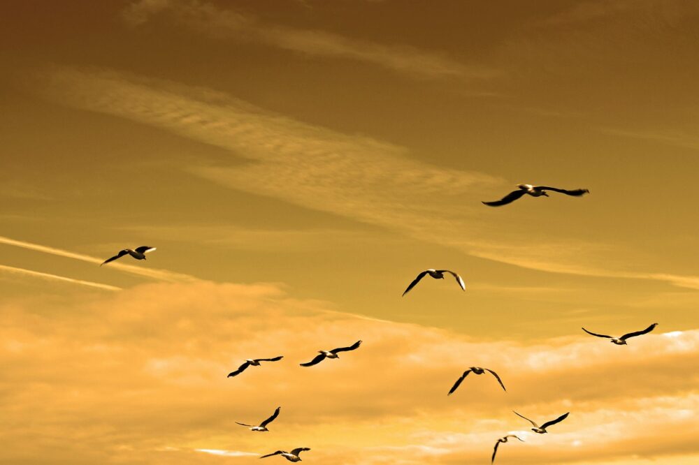 How to find cheap flights within Europe?