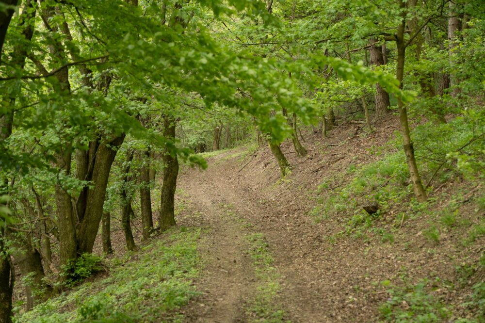 How to hike the Belgrade Forest for free?