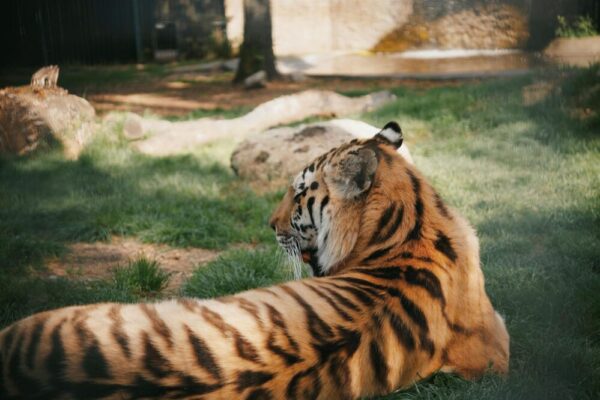 How to see the Barcelona Zoo for free in 2026?