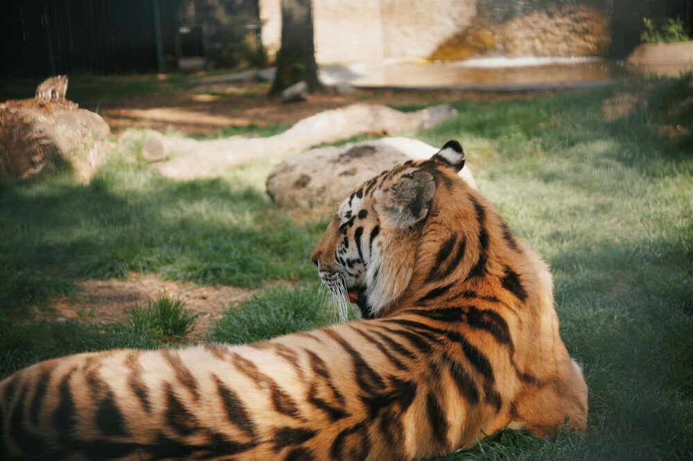 How to see the Barcelona Zoo for free in 2026?