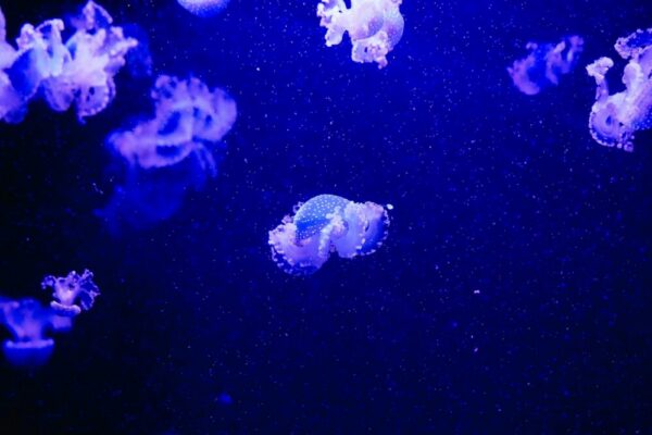 How to visit the Barcelona Aquarium and is it worth it?