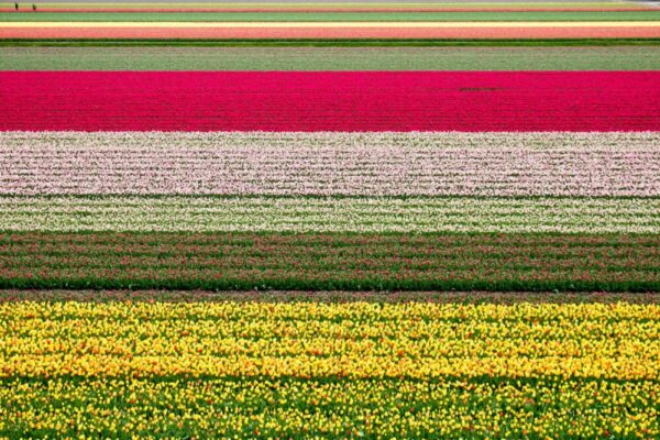 Is Keukenhof worth visiting?