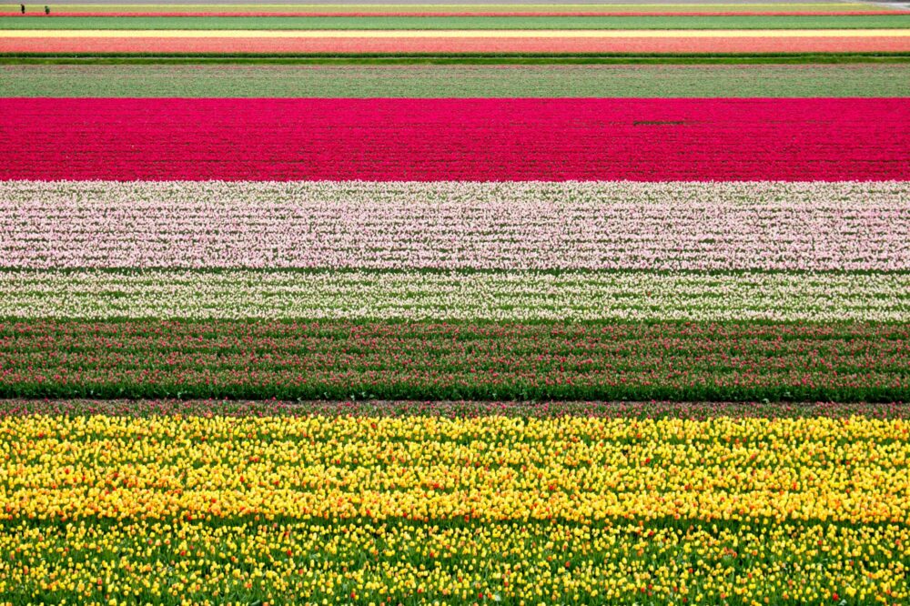 Is Keukenhof worth visiting?