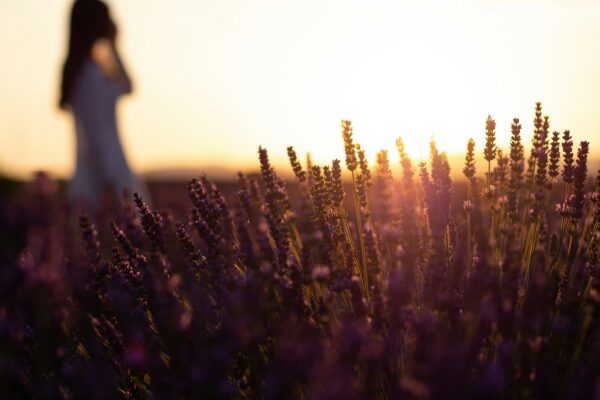 purple flowers
