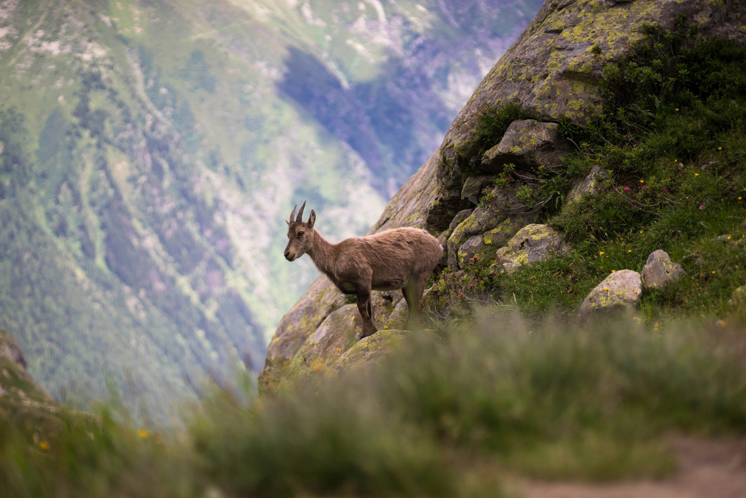 selective focus photography of brown deer on mountain