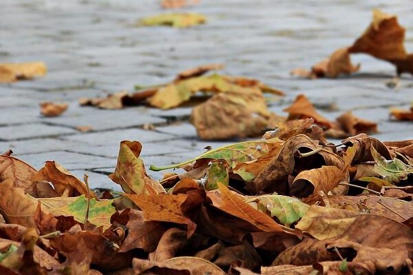 What are the best autumn art tours in Paris?