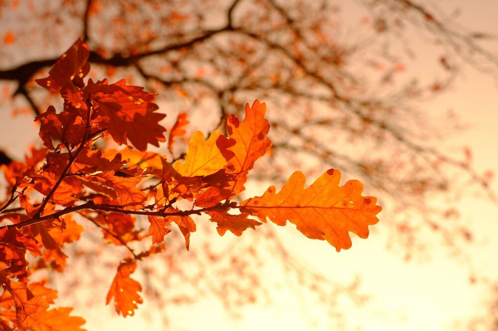 What are the best autumn tours in Paris?