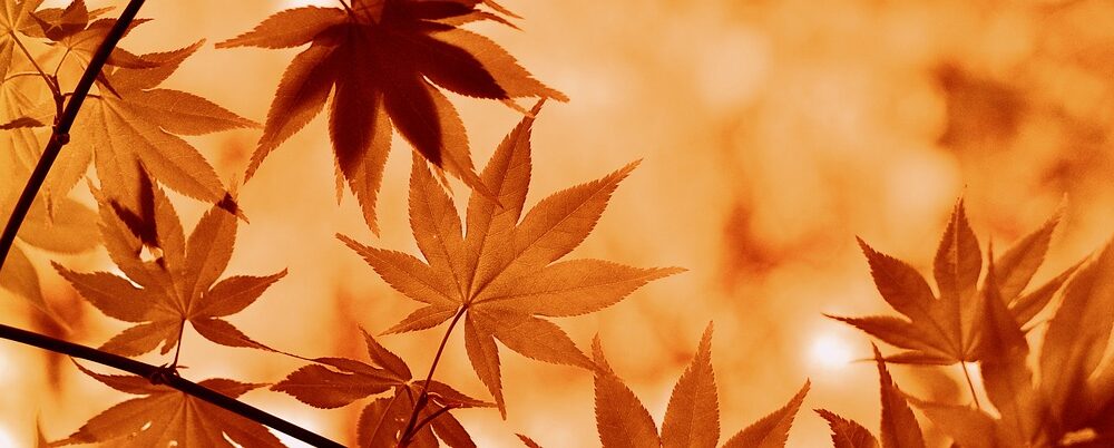 What are the best autumn wine tours in Paris?