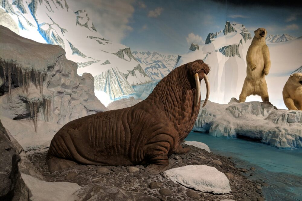 What are the best cooking classes in Florence for beginners?