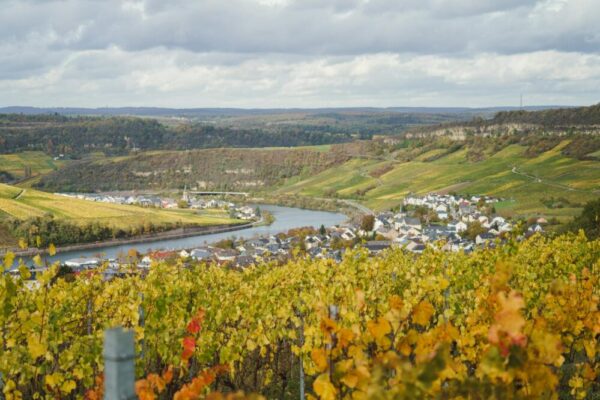 What are the best day trips to vineyards from Toulouse?