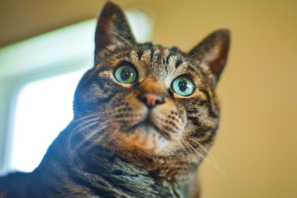 What are the best markets in Florence?