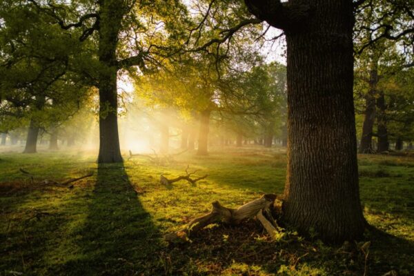 What are the best parks in London?