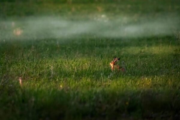 What are the best parks in Toulouse?