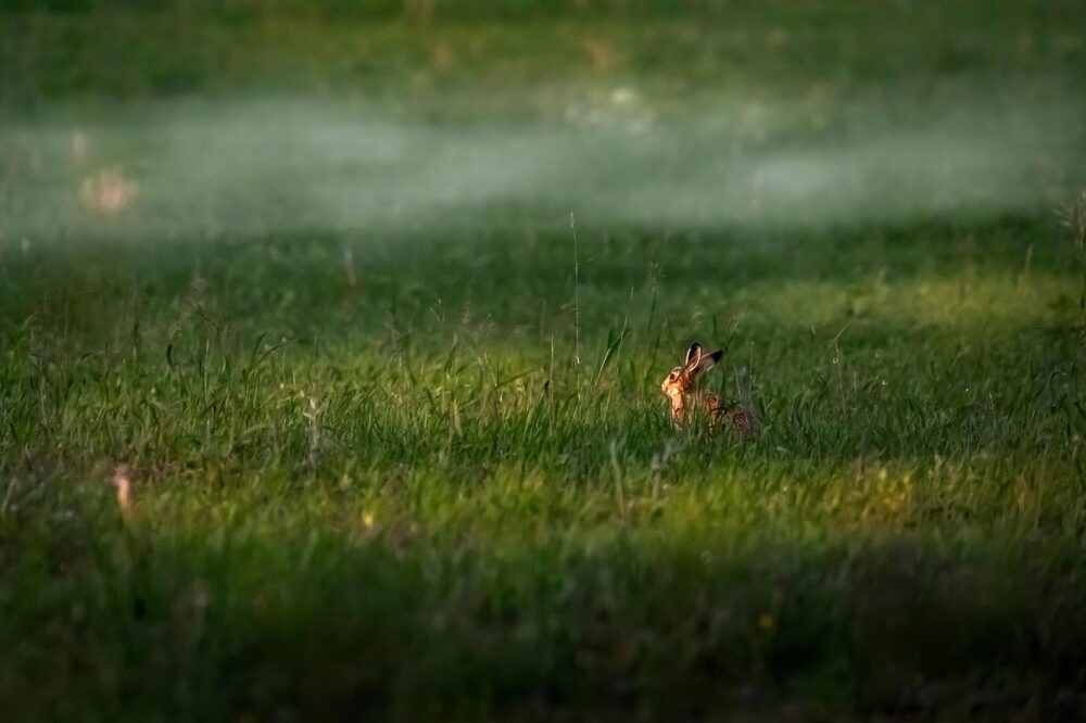 What are the best parks in Toulouse?