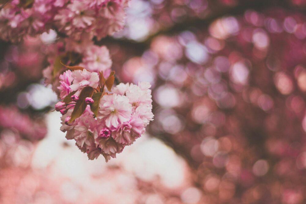 What are the best places to see cherry blossoms in London?
