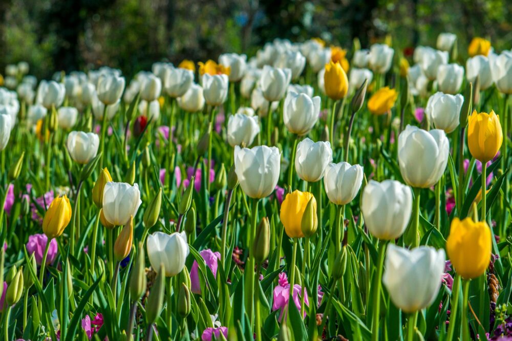 What are the best spring flower displays in Paris?