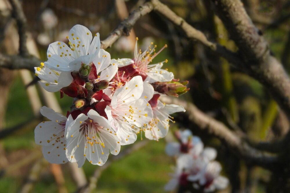 What are the best spring tours in Paris?