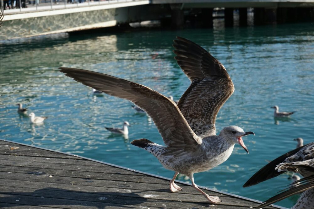 What free birdwatching spots are in Barcelona in 2026?
