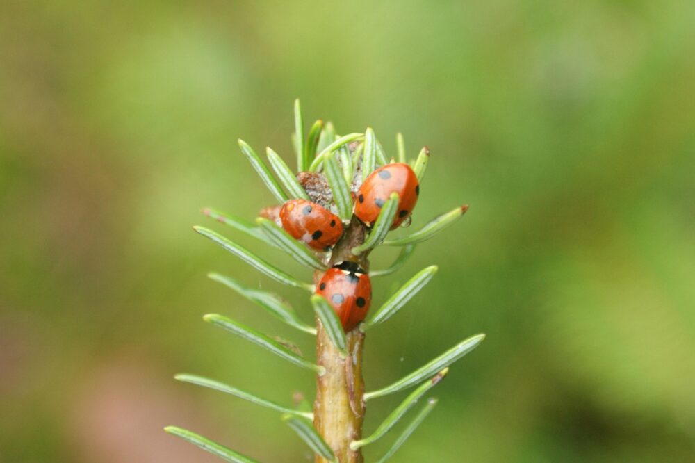 What free photography spots are best in Barcelona in 2026?