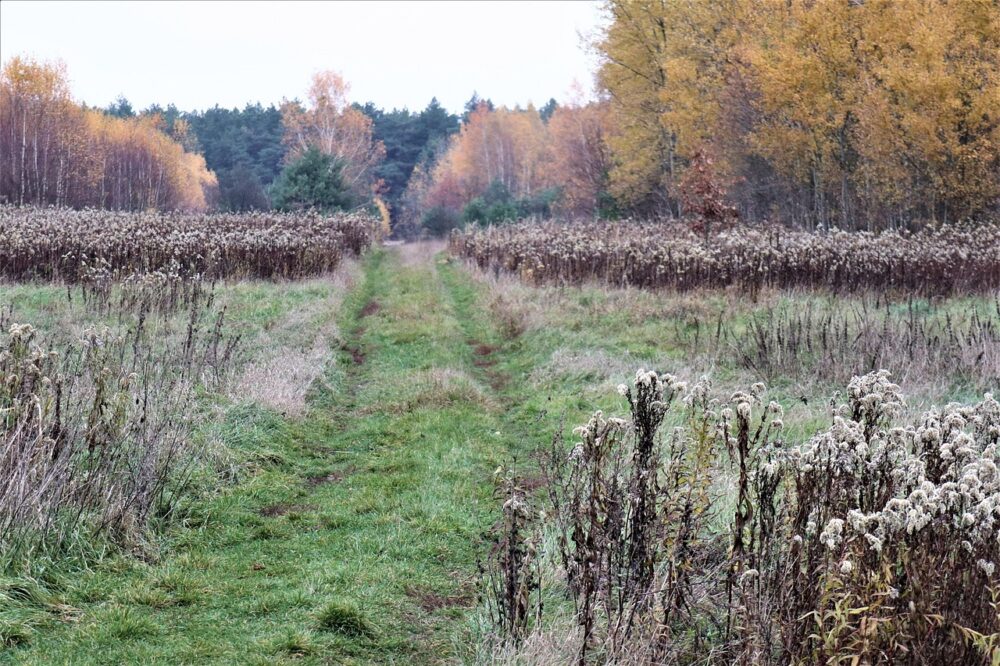 What free photography walks are in Barcelona in 2026?