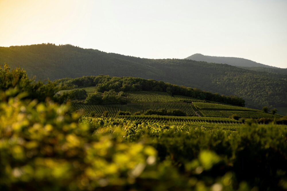 What is the best time for wine tasting in Alsace?