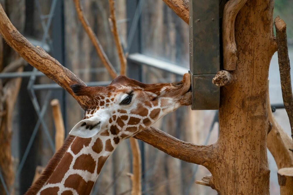 What is the Strasbourg Zoo?
