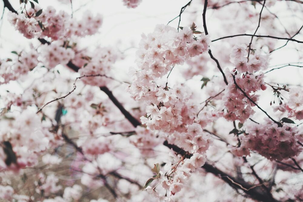 Where can I see cherry blossoms in Paris?