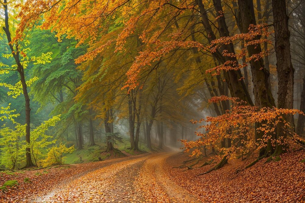 Where to see fall foliage in Paris?