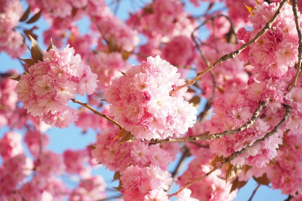 Are the Japanese gardens in Toulouse worth visiting?