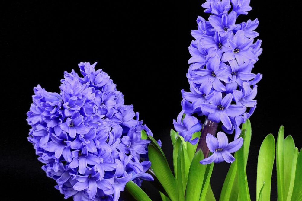 Are there any spring gardening events in Paris?