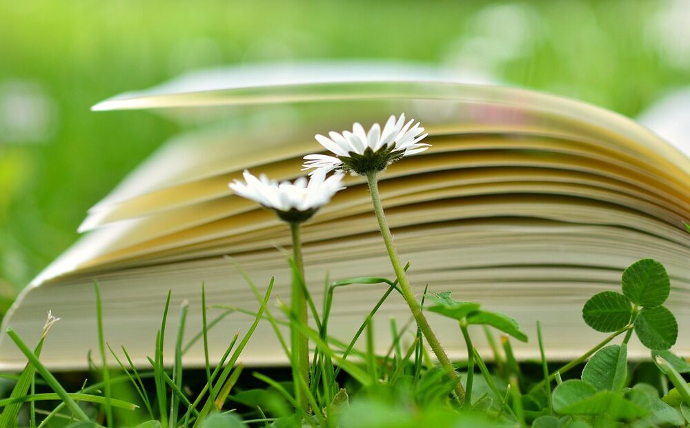 How to apply for a scholarship to study in Montpellier?
