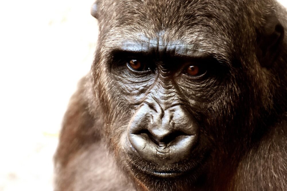 Is it worth visiting the Barcelona Zoo in spring?