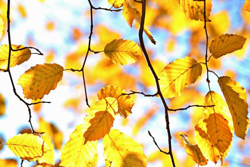 Is Paris expensive in autumn?