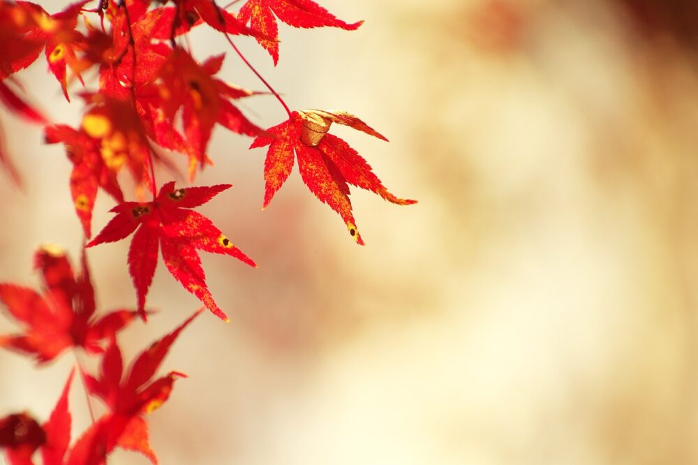 What are the best autumn bakeries in Paris?