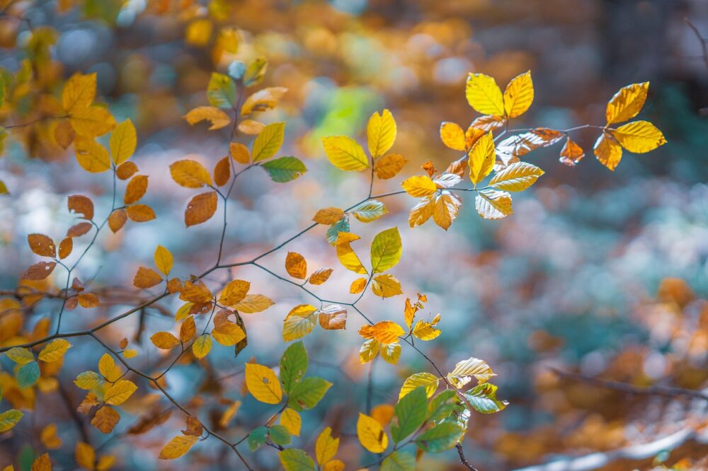 What are the best autumn solo activities in Paris?