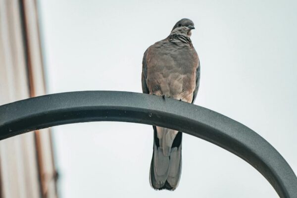 What are the best cities in France for a birdwatching trip?