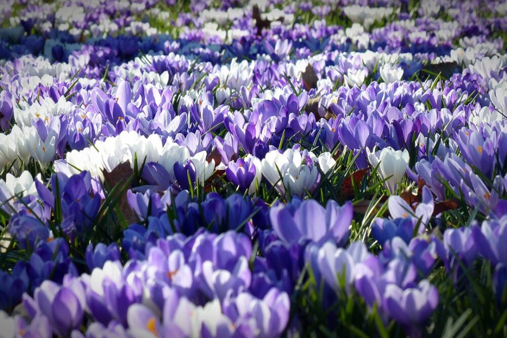 What are the best spring gardens in Barcelona?