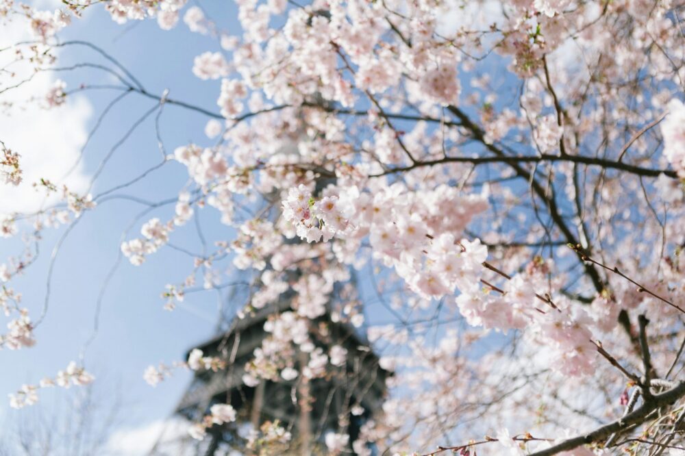 What flowers bloom in Paris in spring?