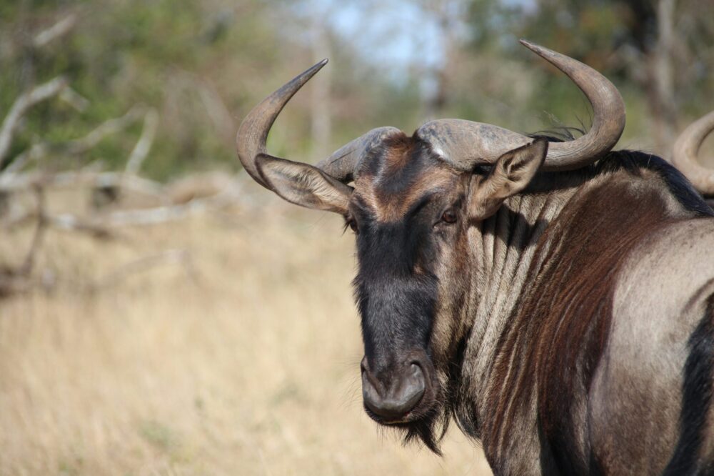 What is the history of the Place Saint-Georges in Toulouse?
