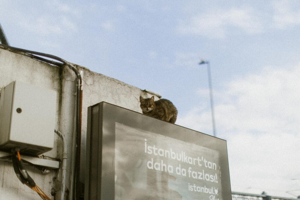 Which budget hotels in Istanbul are near Istiklal Street?